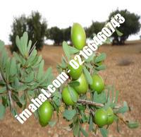 نهال گوجه سبز اسراییلی ژنوتیپ | ۰۹۱۲۰۴۶۰۳۵۴ مهندس سوهانی | خرید نهال گوجه سبز اسراییلی ژنوتیپ | فروش نهال گوجه سبز اسراییلی ژنوتیپ | قیمت نهال گوجه سبز اسراییلی ژنوتیپ