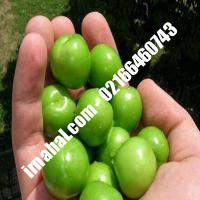 نهال گوجه سبز پرمحصول ژنوتیپ | 09120460354 مهندس سوهانی | خرید نهال گوجه سبز پرمحصول ژنوتیپ | فروش نهال گوجه سبز پرمحصول ژنوتیپ | قیمت نهال گوجه سبز پرمحصول ژنوتیپ