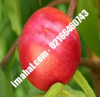 نهال شلیل سیبی پایه رویشی ژنوتیپ | ۰۹۱۲۰۴۶۰۳۵۴ مهندس سوهانی | خرید نهال شلیل سیبی پایه رویشی ژنوتیپ | فروش نهال شلیل سیبی پایه رویشی ژنوتیپ | قیمت نهال شلیل سیبی پایه رویشی ژنوتیپ